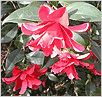  / Camellia